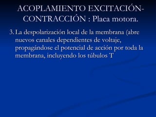 3. La despolarización local de la membrana (abre nuevos canales dependientes de voltaje, propagándose el potencial de acción por toda la membrana, incluyendo los túbulos T ACOPLAMIENTO EXCITACIÓN-CONTRACCIÓN : Placa motora. 