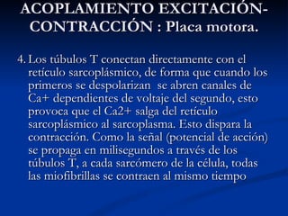 4. Los túbulos T conectan directamente con el retículo sarcoplásmico, de forma que cuando los primeros se despolarizan  se abren canales de Ca+ dependientes de voltaje del segundo, esto provoca que el Ca2+ salga del retículo sarcoplásmico al sarcoplasma. Esto dispara la contracción. Como la señal (potencial de acción) se propaga en milisegundos a través de los túbulos T, a cada sarcómero de la célula, todas las miofibrillas se contraen al mismo tiempo ACOPLAMIENTO EXCITACIÓN-CONTRACCIÓN : Placa motora. 