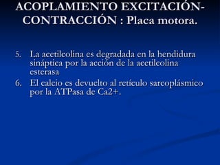 ACOPLAMIENTO EXCITACIÓN-CONTRACCIÓN : Placa motora. 5. La acetilcolina es degradada en la hendidura sináptica por la acción de la acetilcolina esterasa 6. El calcio es devuelto al retículo sarcoplásmico por la ATPasa de Ca2+. 