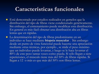 Características funcionales Está demostrado por estudios realizados en gemelos que la distribución del tipo de fibras viene condicionado genéticamente. Sin embargo, el entrenamiento puede modificar esta distribución. En general es más fácil obtener una distribución alta en fibras lentas que en rápidas.  La determinación del tipo de fibras predominante en un individuo se hace mediante  biopsia muscular  .  Sin embargo desde un punto de vista funcional puede hacerse una apreciación mediante otras técnicas, por ejemplo , se mide el peso máximo que un individuo puede levantar, y luego se le hace levantar el 80% de este peso tantas veces como pueda. Si sólo llegan a siete repeticiones, el músculo tiene más del 50% de fibras rápidas. Si llegan a 12  o más es que más del 50% son fibras lentas.  