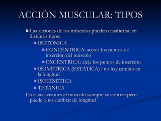 ACCIÓN MUSCULAR: TIPOS Las acciones de los músculos pueden clasificarse en distintos tipos: ISOTÓNICA CONCÉNTRICA: acerca los puntos de inserción del músculo EXCÉNTRICA: aleja los puntos de inserción ISOMÉTRICA (ESTÁTICA) : no hay cambio en la longitud ISOCINÉTICA  TETÁNICA  En estas acciones el músculo siempre se contrae pero puede o no cambiar de longitud 