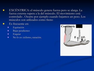 EXCÉNTRICA: el músculo genera fuerza pero se alarga. La fuerza externa supera a la del músculo. El movimiento está controlado . Ocurre por ejemplo cuando bajamos un peso. Los músculos son utilizados como freno  Es frecuente en: Equitación Bajar pendientes Esquiar No lo es: ciclismo, natación. 
