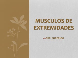 EXT. SUPERIOR
MUSCULOS DE
EXTREMIDADES
 