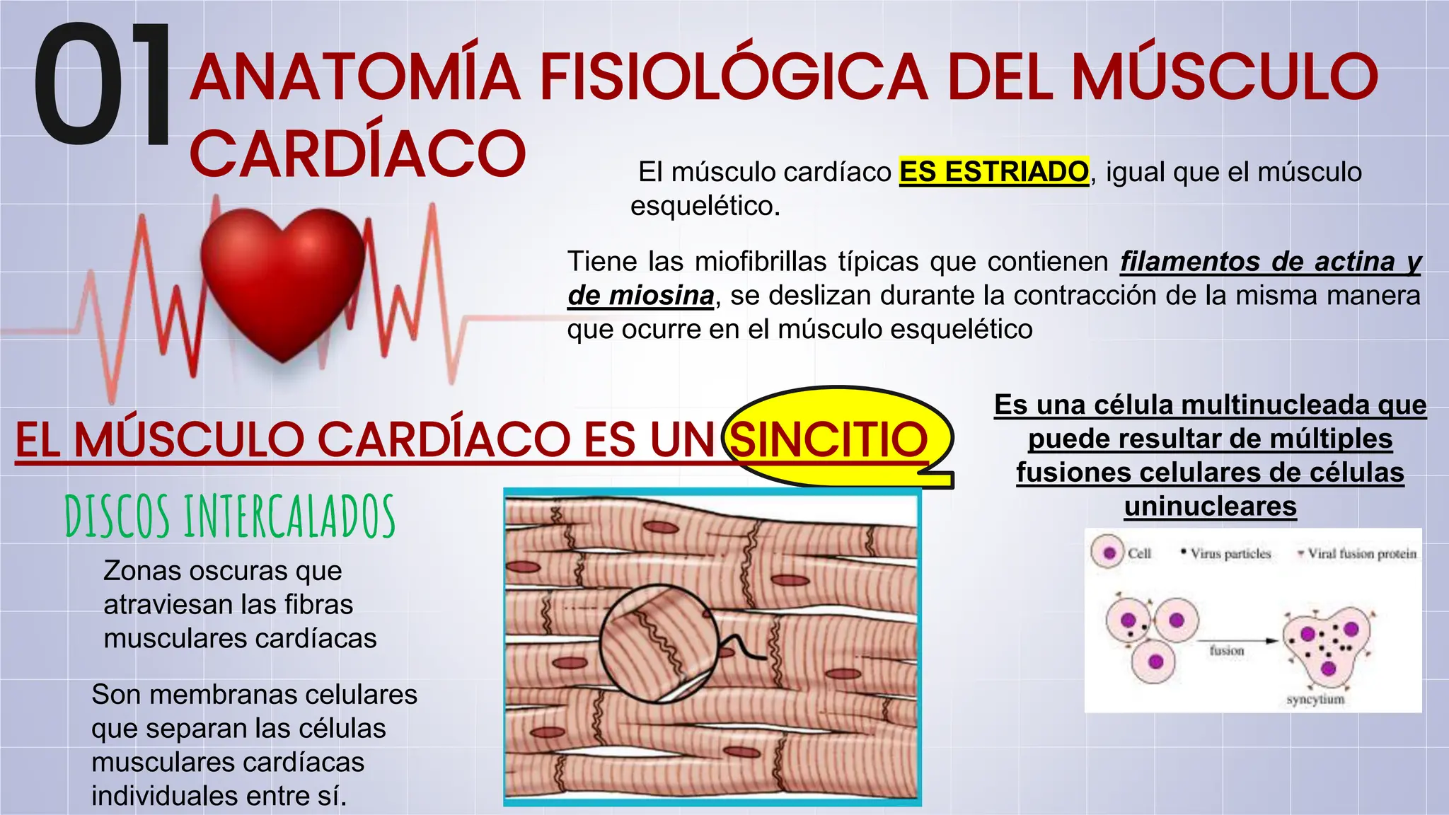 Anatomía Del Músculo Cardíaco 12 Partes Del CORAZÓN Y Sus