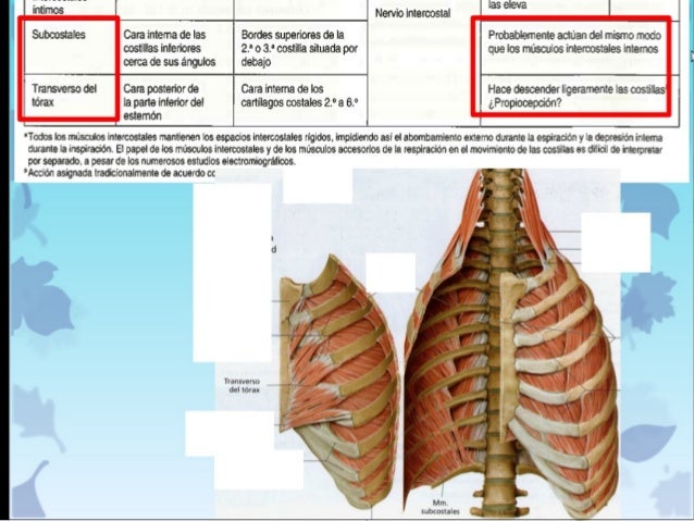 ¿Cuáles son los musculos respiratorios principales y accesorios? ¿Cuáles son los musculos respiratorios principales y accesorios?