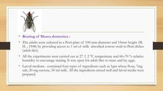 Musca Domestica G.Tingare and Kshirsagar | PDF