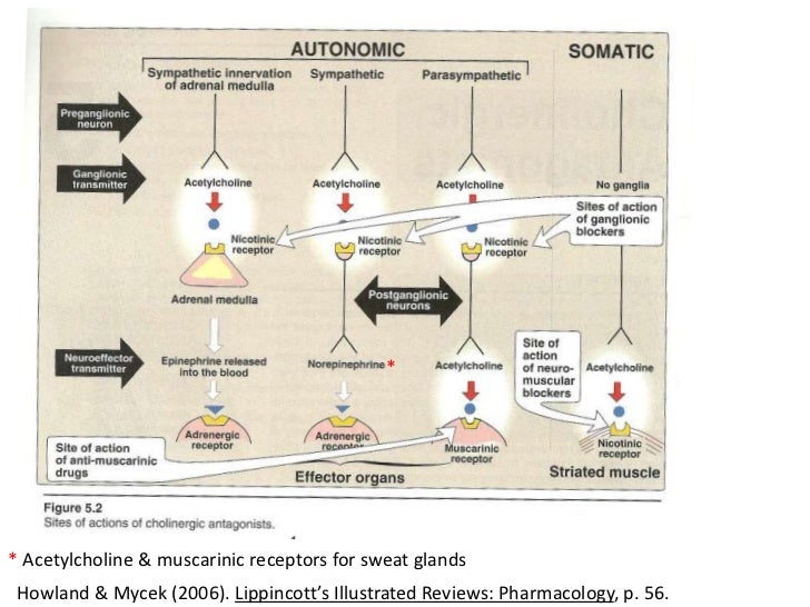 Muscarinic agonists and antagonists