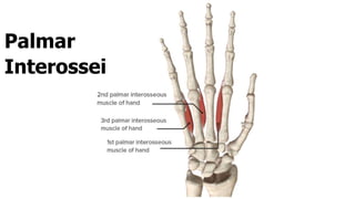 Interossei Power muscels of the upper Limb edited(1).pptx