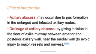 muscels of the upper Limb edited(1).pptx