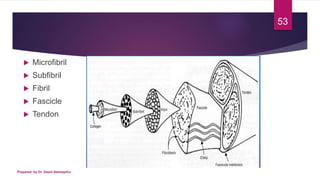 Subfibrillose Rings SKELETAL MUSCLE TISSUE: MUSCLE ,TENDON, LIGAMENT | PPTX