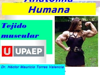 Anatomía 
Humana 
Tejido 
muscular 
Dr. Héctor Mauricio Torres Valencia 
Dr. Héctor Mauricio Torres 
Valencia 
 