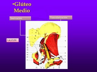 •Glúteo
Medio
Inervación Vascularización
L4,L5,S1
 
