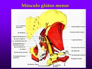 Músculo glúteo menor
 