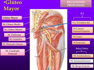 •Glúteo
Mayor
RELACIONES
PROFUNDAS
Glúteo Mayor
M. Glúteo Medio
M. Piriforme
M. Gemelos
M. Obturador Interno
M. Cuadrado
Femoral
M. Glúteo Menor
•A y N Glúteos Inf.
•N.Cutaneo
Femoral Posterior
•N.Ciatico
•N.Pudendos
F.I
•M. Semitendinoso
•M. Semimembranoso
•M. Bíceps Femoral
Bolsa Ciática
 