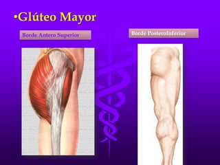 •Glúteo Mayor
Borde Antero Superior Borde PosteroInferior
 