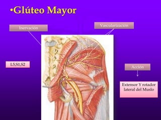 •Glúteo Mayor
Inervación
Vascularización
L5,S1,S2
Acción
Extensor Y rotador
lateral del Muslo
 