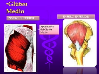 •Glúteo
Medio
INSERC. SUPERIOR
INSERC. INFERIOR
Aponeurosis
del Glúteo
Medio
 