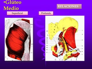 •Glúteo
Medio
RELACIONES
Superficial Profunda
 