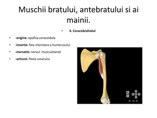 Muschii. | PPTX