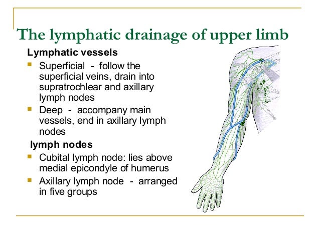 Cubital Lymph Nodes