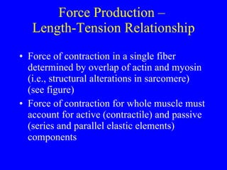 Force Production –  Length-Tension Relationship Force of contraction in a single fiber determined by overlap of actin and myosin (i.e., structural alterations in sarcomere) (see figure) Force of contraction for whole muscle must account for active (contractile) and passive (series and parallel elastic elements) components 