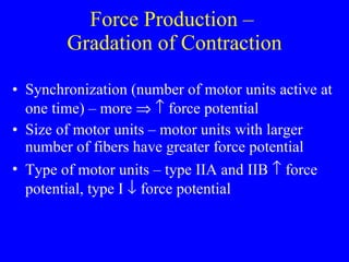 Force Production –  Gradation of Contraction Synchronization (number of motor units active at one time) – more       force potential Size of motor units – motor units with larger number of fibers have greater force potential Type of motor units – type IIA and IIB    force potential, type I    force potential 
