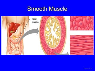 Smooth Muscle Figure 9.24 