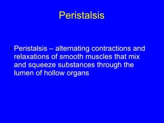 Peristalsis Peristalsis – alternating contractions and relaxations of smooth muscles that mix and squeeze substances through the lumen of hollow organs 