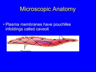 Microscopic Anatomy Plasma membranes have pouchlike infoldings called caveoli 