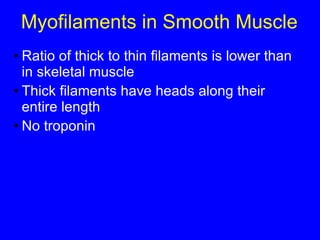 Myofilaments in Smooth Muscle Ratio of thick to thin filaments is lower than in skeletal muscle Thick filaments have heads along their entire length No troponin  