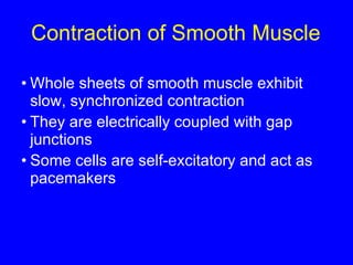 Contraction of Smooth Muscle Whole sheets of smooth muscle exhibit slow, synchronized contraction They are electrically coupled with gap junctions Some cells are self-excitatory and act as pacemakers 