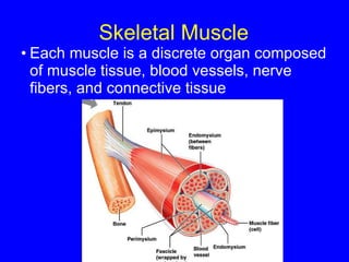 Skeletal Muscle Each muscle is a discrete organ composed of muscle tissue, blood vessels, nerve fibers, and connective tissue 