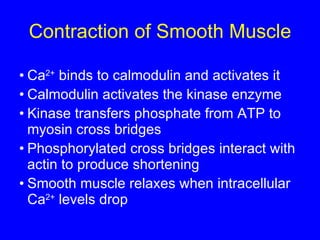 Ca 2+  binds to calmodulin and activates it Calmodulin activates the kinase enzyme Kinase transfers phosphate from ATP to myosin cross bridges Phosphorylated cross bridges interact with actin to produce shortening Smooth muscle relaxes when intracellular Ca 2+  levels drop Contraction of Smooth Muscle 