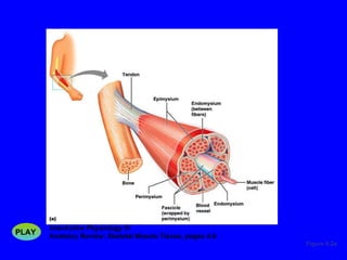 Figure 9.2a InterActive Physiology ®:   Anatomy Review: Skeletal Muscle Tissue, pages 4-6 PLAY 