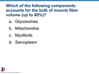 Which of the following components accounts for the bulk of muscle fiber volume (up to 80%)? Glycosomes Mitochondria Myofibrils Sarcoplasm Copyright © 2010 Pearson Education, Inc. 