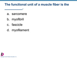 The functional unit of a muscle fiber is the __________. sarcomere myofibril fascicle myofilament Copyright © 2010 Pearson Education, Inc. 