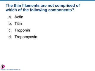 The thin filaments are not comprised of which of the following components? Actin Titin Troponin Tropomyosin Copyright © 2010 Pearson Education, Inc. 