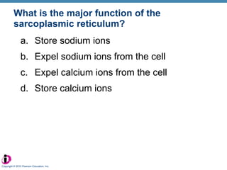 What is the major function of the sarcoplasmic reticulum? Store sodium ions Expel sodium ions from the cell Expel calcium ions from the cell Store calcium ions Copyright © 2010 Pearson Education, Inc. 