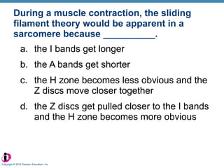 During a muscle contraction, the sliding filament theory would be apparent in a sarcomere because __________. the I bands get longer the A bands get shorter the H zone becomes less obvious and the Z discs move closer together the Z discs get pulled closer to the I bands and the H zone becomes more obvious Copyright © 2010 Pearson Education, Inc. 
