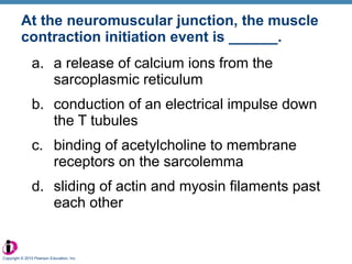 At the neuromuscular junction, the muscle contraction initiation event is ______. a release of calcium ions from the sarcoplasmic reticulum conduction of an electrical impulse down the T tubules binding of acetylcholine to membrane receptors on the sarcolemma sliding of actin and myosin filaments past each other Copyright © 2010 Pearson Education, Inc. 