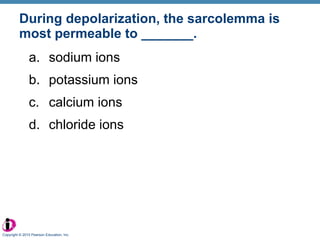 During depolarization, the sarcolemma is most permeable to _______. sodium ions potassium ions calcium ions chloride ions Copyright © 2010 Pearson Education, Inc. 