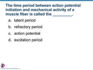 The time period between action potential initiation and mechanical activity of a muscle fiber is called the _________. latent period refractory period action potential excitation period Copyright © 2010 Pearson Education, Inc. 