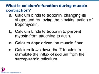 What is calcium’s function during muscle contraction? Calcium binds to troponin, changing its shape and removing the blocking action of tropomyosin. Calcium binds to troponin to prevent myosin from attaching to actin. Calcium depolarizes the muscle fiber. Calcium flows down the T tubules to stimulate the influx of sodium from the sarcoplasmic reticulum. Copyright © 2010 Pearson Education, Inc. 