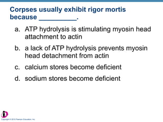 Corpses usually exhibit rigor mortis because __________. ATP hydrolysis is stimulating myosin head attachment to actin a lack of ATP hydrolysis prevents myosin head detachment from actin calcium stores become deficient sodium stores become deficient Copyright © 2010 Pearson Education, Inc. 