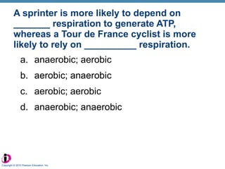 A sprinter is more likely to depend on _______ respiration to generate ATP, whereas a Tour de France cyclist is more likely to rely on __________ respiration. anaerobic; aerobic aerobic; anaerobic aerobic; aerobic anaerobic; anaerobic Copyright © 2010 Pearson Education, Inc. 