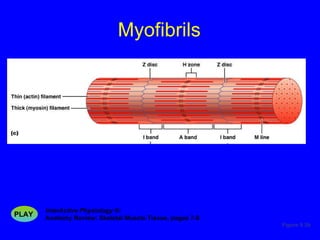 Myofibrils Figure 9.3b InterActive Physiology ®:   Anatomy Review: Skeletal Muscle Tissue, pages 7-8 PLAY 