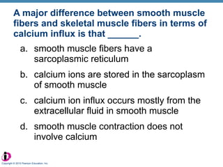 A major difference between smooth muscle fibers and skeletal muscle fibers in terms of calcium influx is that ______. smooth muscle fibers have a sarcoplasmic reticulum calcium ions are stored in the sarcoplasm of smooth muscle calcium ion influx occurs mostly from the extracellular fluid in smooth muscle smooth muscle contraction does not involve calcium Copyright © 2010 Pearson Education, Inc. 