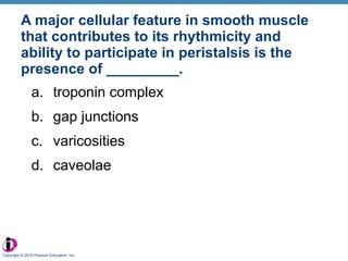 A major cellular feature in smooth muscle that contributes to its rhythmicity and ability to participate in peristalsis is the presence of _________. troponin complex gap junctions varicosities caveolae Copyright © 2010 Pearson Education, Inc. 