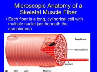 Microscopic Anatomy of a Skeletal Muscle Fiber Each fiber is a long, cylindrical cell with multiple nuclei just beneath the sarcolemma 