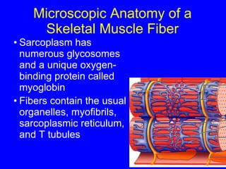 Microscopic Anatomy of a Skeletal Muscle Fiber Sarcoplasm has numerous glycosomes and a unique oxygen-binding protein called myoglobin Fibers contain the usual organelles, myofibrils, sarcoplasmic reticulum, and T tubules 